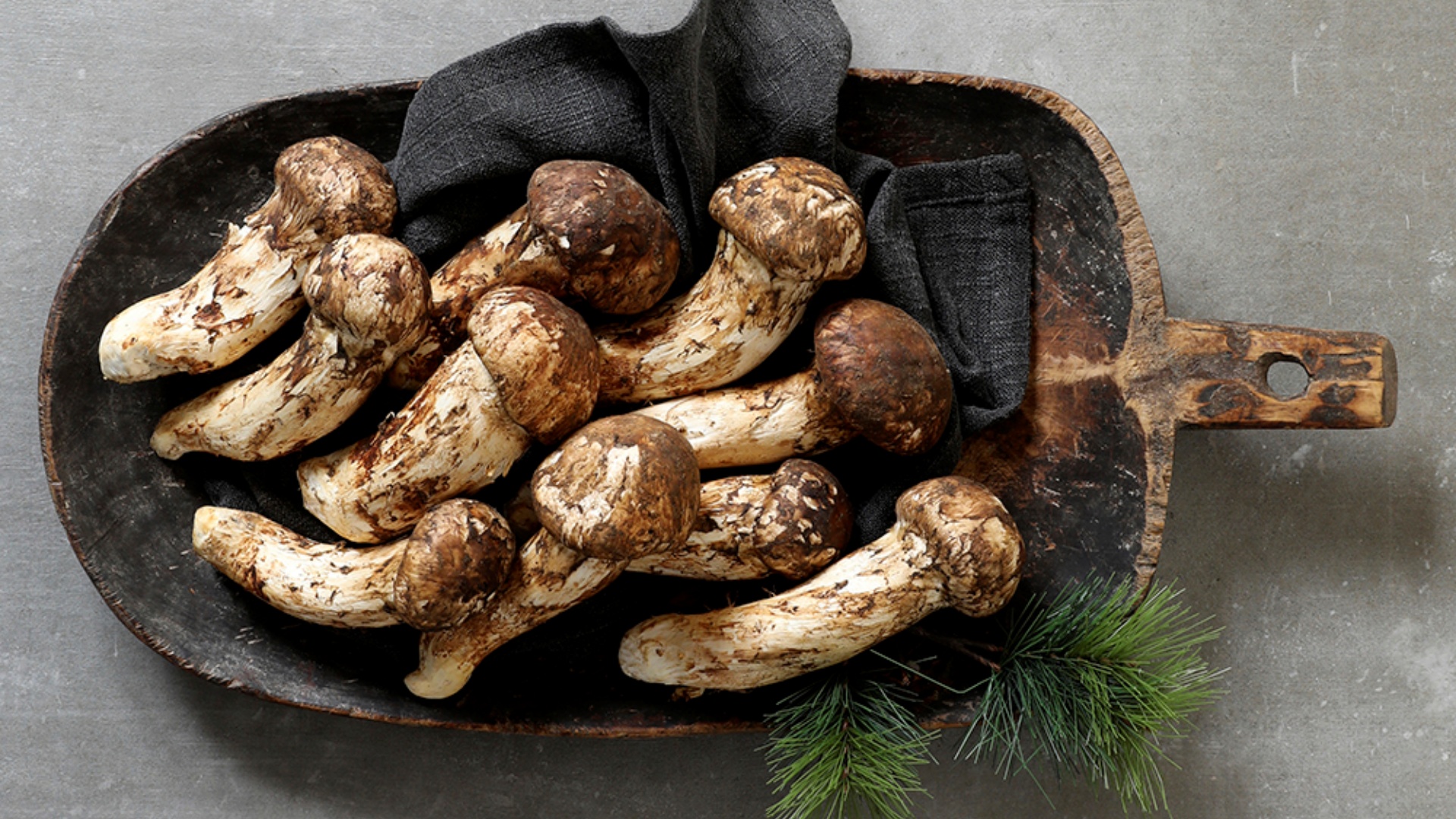 송이버섯 특등급