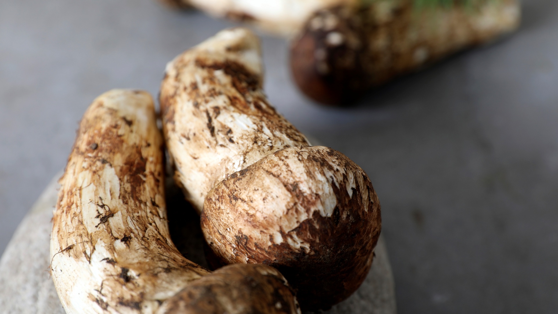 송이버섯 1등급 4